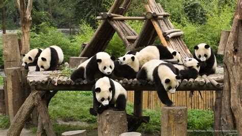 Panda sanctuaries and reserves