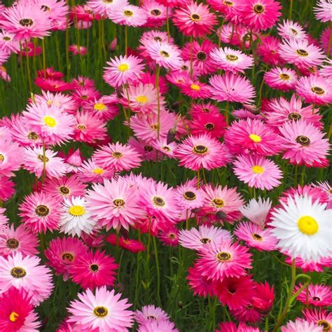 Description of Paper Daisies