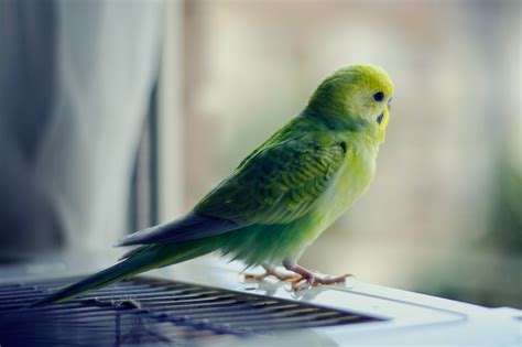 parakeets