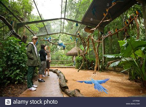 Parrot aviary and social structures