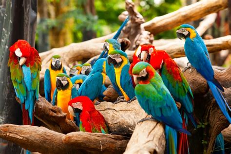 Parrot Community