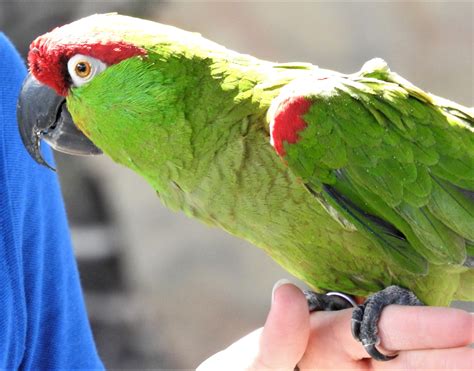 Parrot Conservation