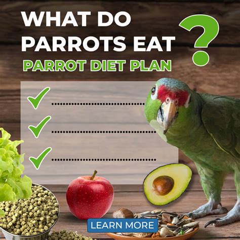 Parrot Diet