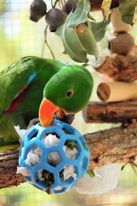 Parrot Enrichment