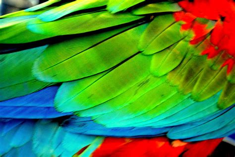 Parrot Feather