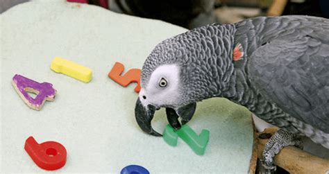 Parrot intelligence and problem-solving abilities