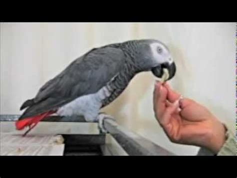 Parrot Research