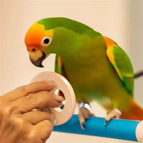 Parrot Training