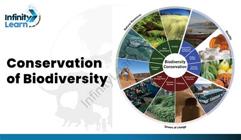 Description of Peery individual 5 conservation