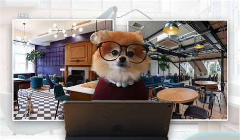 Pet Friendly Workspaces