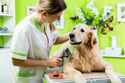 Pet Health