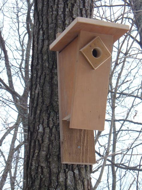 Peterson Bluebird House Image 9