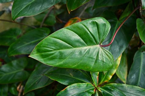 Philodendron Leaf Template