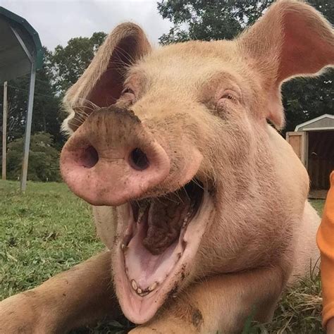 Piggy laughing