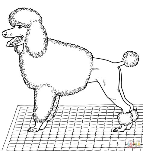 Poodle coloring page