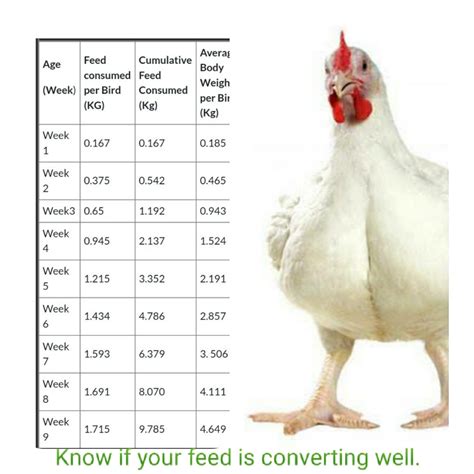 Poultry Feed Consumption Template