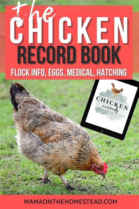 Poultry Record Keeping for Backyard Flocks