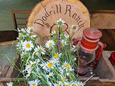 A person drying daisy flowers