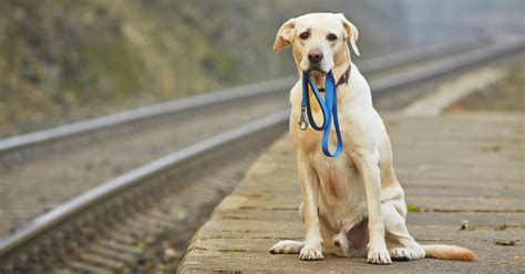 Preventing Dog from Getting Lost