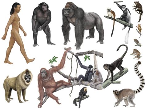 Primate mammals