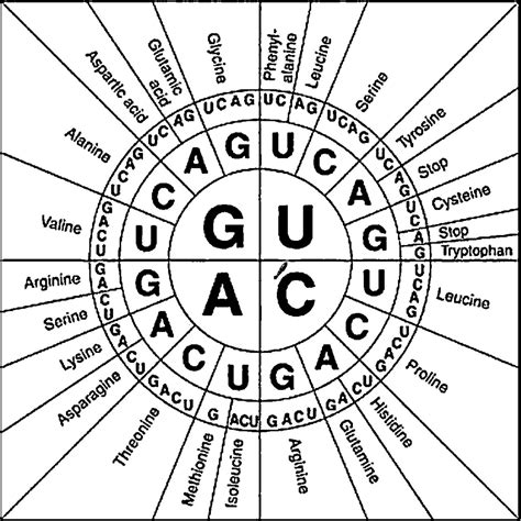 Printable Codon Chart Template