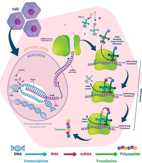 Protein Synthesis Process