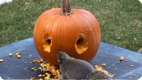 Pumpkin carving squirrel designs