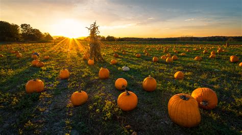 Pumpkin patch