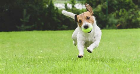 Puppy Exercise