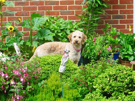 Puppy in garden coloring page