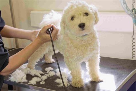 Puppy Grooming