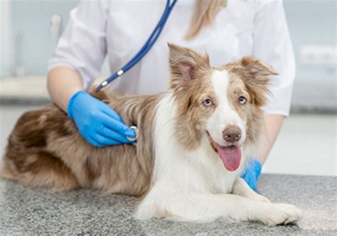 Puppy Health Checks