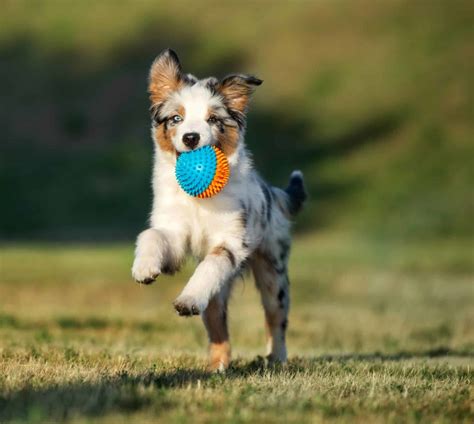 Puppy playing coloring page