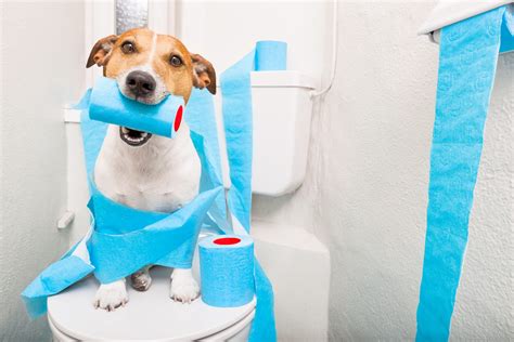 Puppy Potty Training