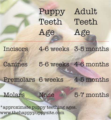 Puppy teeth growth stages