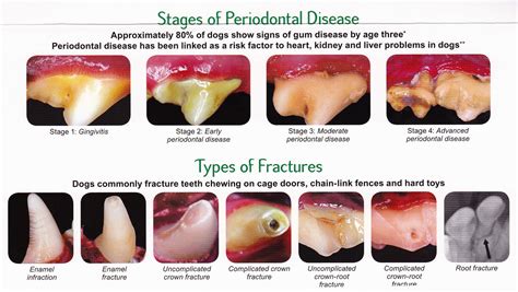 Common issues with puppy teeth