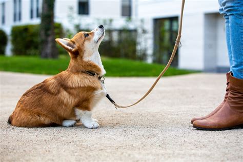 Puppy Training Session