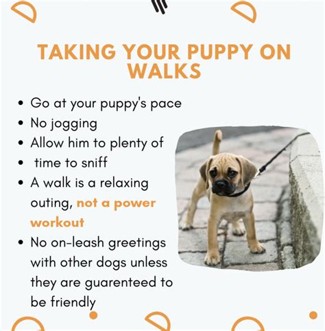 Puppy Training Tips