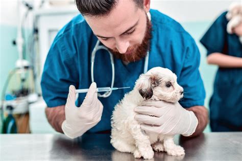 Puppy Vaccinations