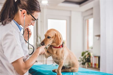 Puppy Veterinary Care