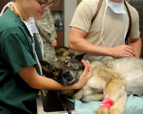 Puppy Veterinary Care