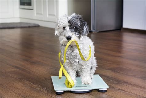 Puppy Weight Management Tips