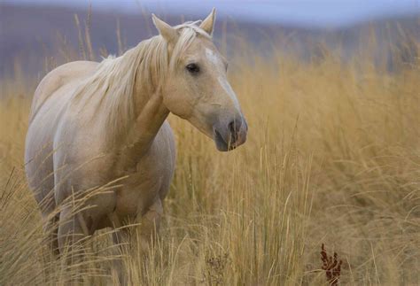 Quarter Horse