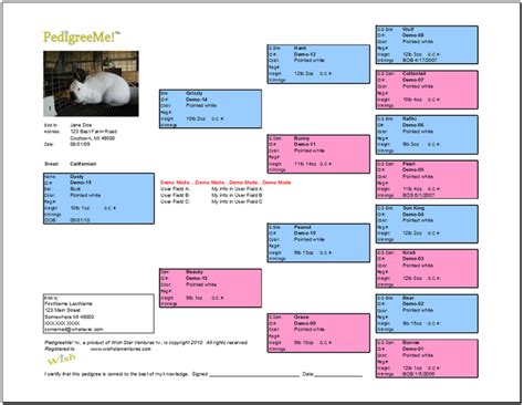 Rabbit Pedigree Chart Example