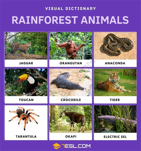 Rainforest animals