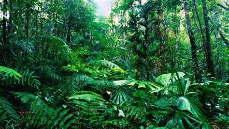 Rainforest background printable art gallery