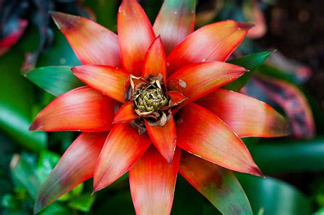 Rainforest flowers