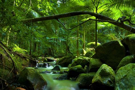 Rainforest landscape