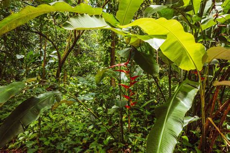 Rainforest plants