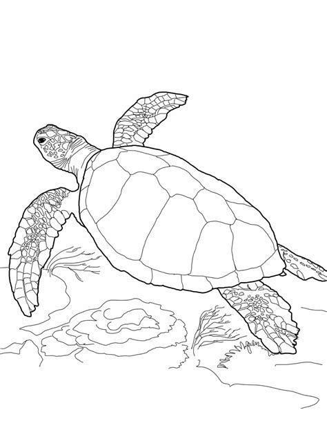 Realistic turtle coloring pages